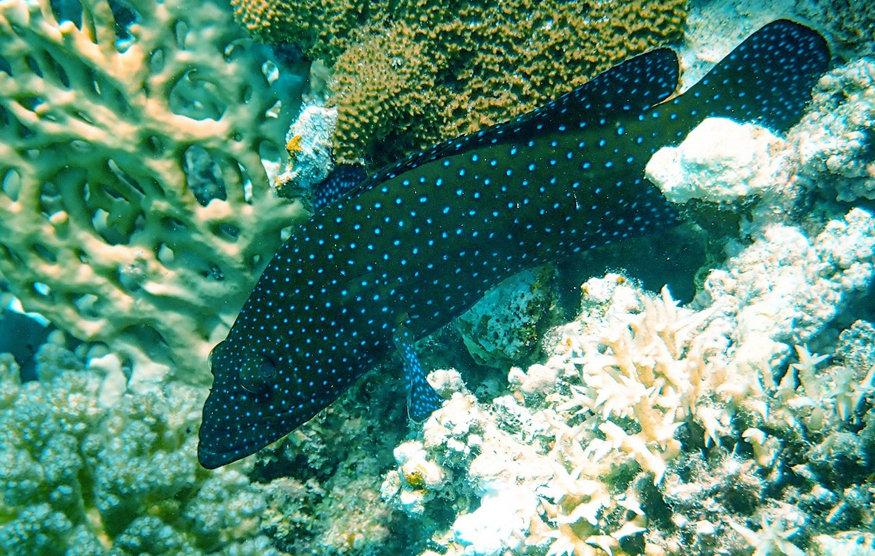 Before applying Paralenz color correction