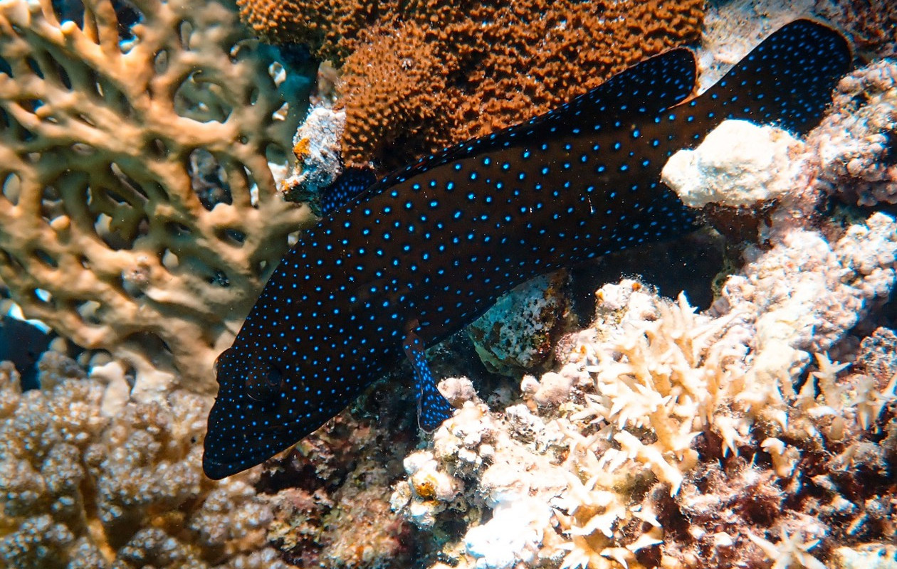 After applying Paralenz color correction