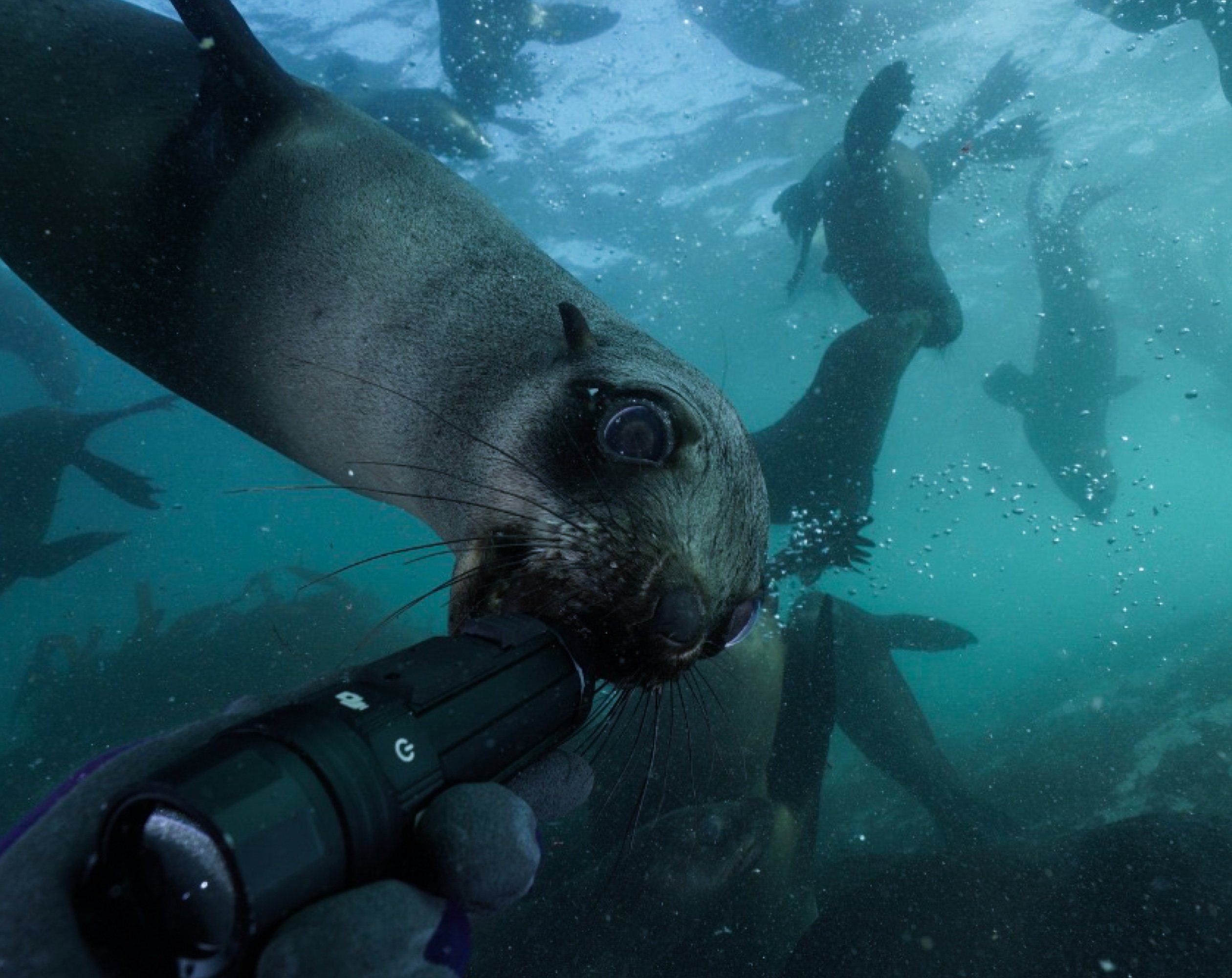 Paralenz Vaquita fits the palm of your hand